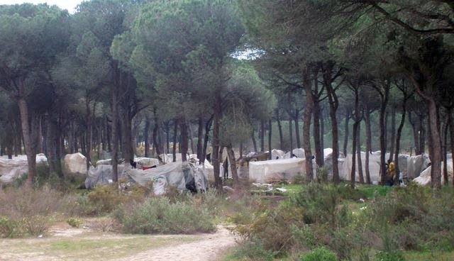 pinares